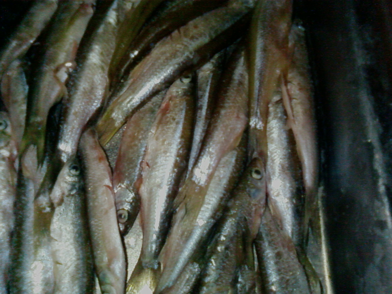 SP_A0124.jpg