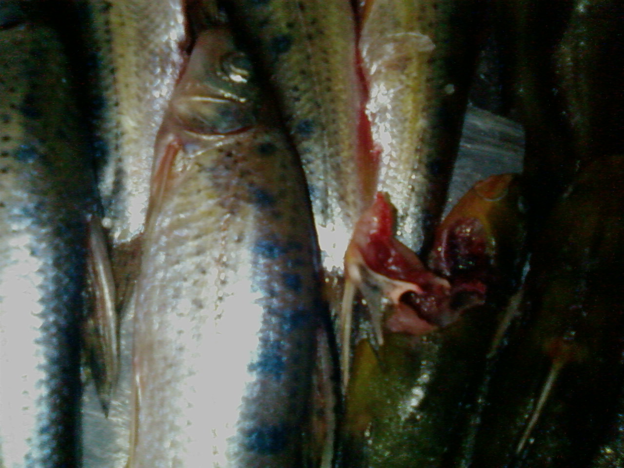 SP_A0125.jpg
