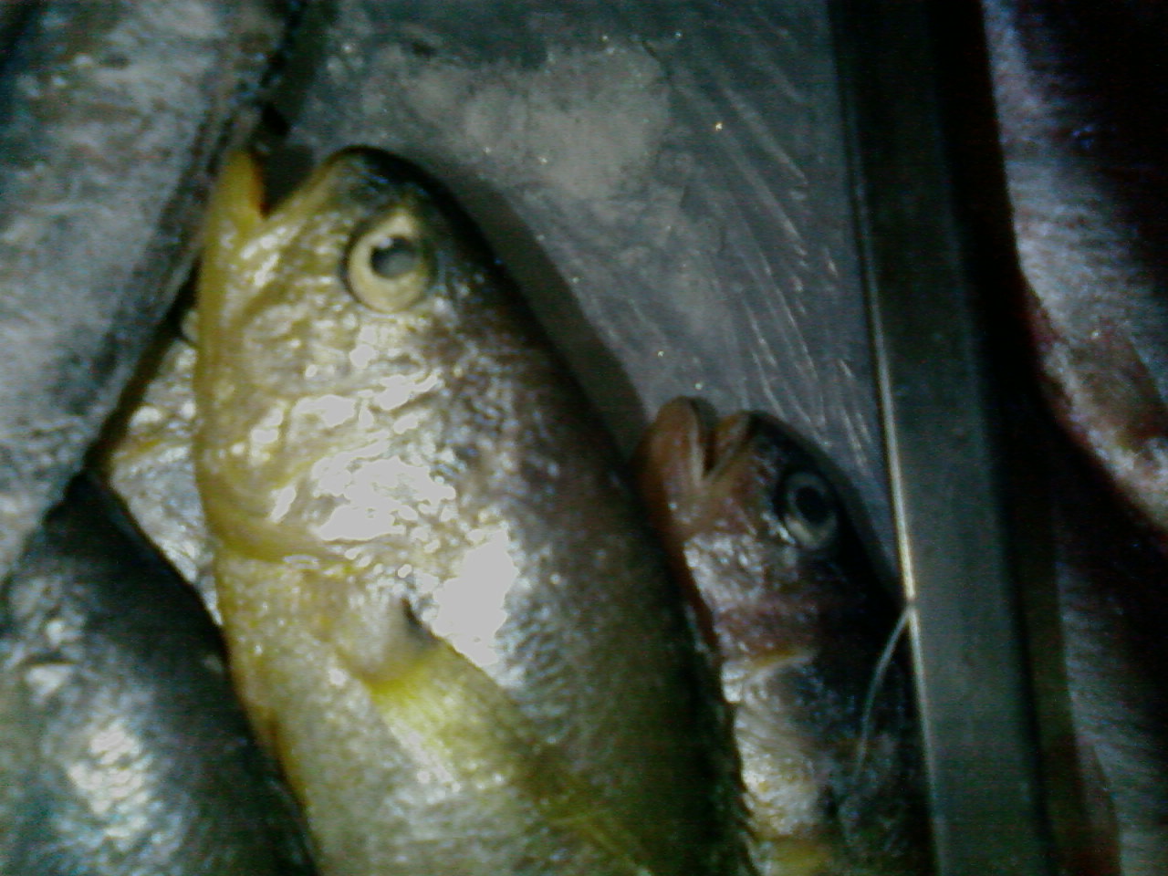 SP_A0128.jpg