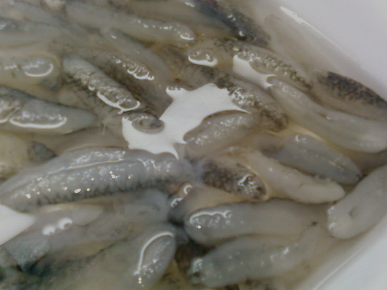 SP_A0141.jpg