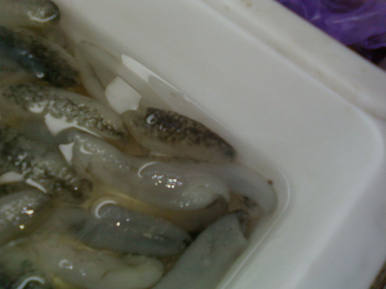 SP_A0142.jpg