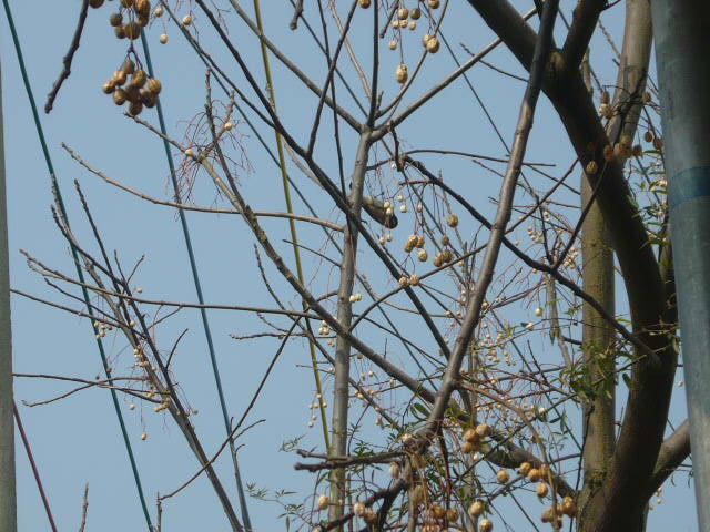 P1050579.JPG