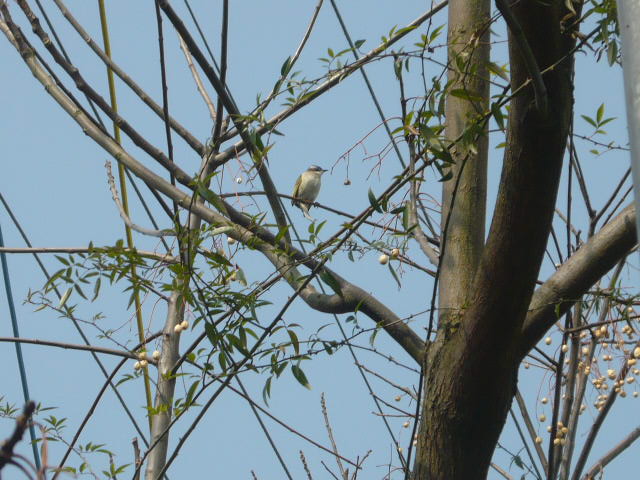 P1050580.JPG