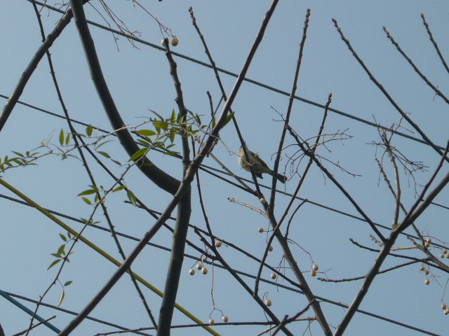 P1050583.JPG
