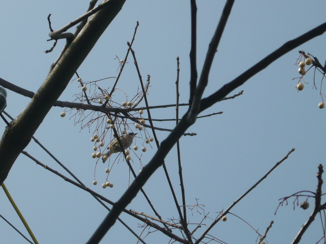 P1050586.JPG