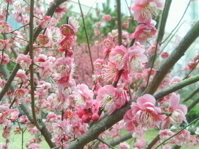 IMAG0339.JPG