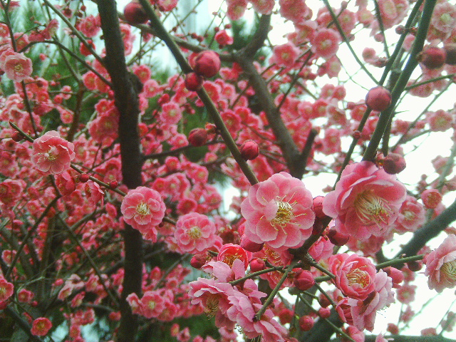 IMAG0340.JPG