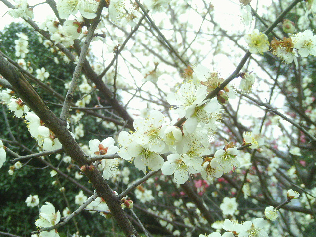 IMAG0348.JPG