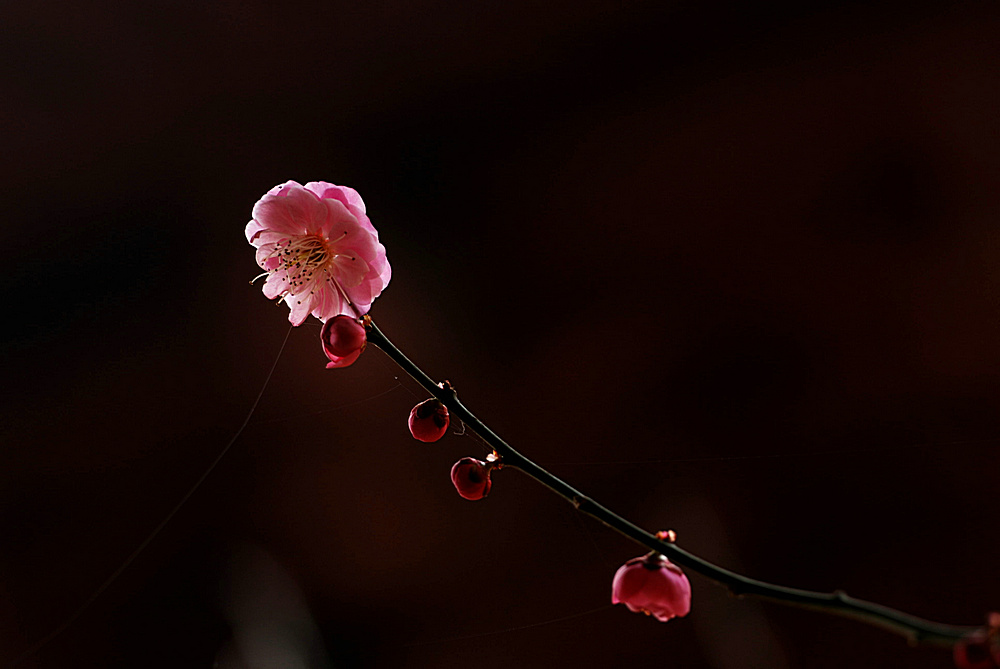 DSC_0440.jpg