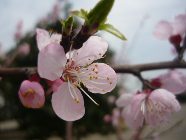 P1050816.JPG