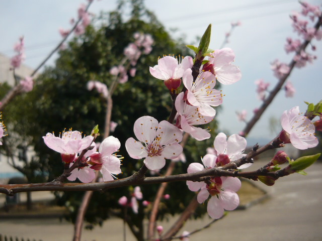P1050824.JPG