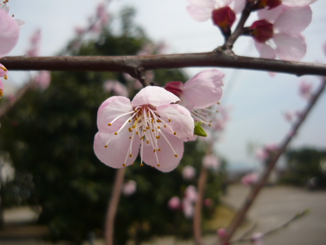P1050820.JPG