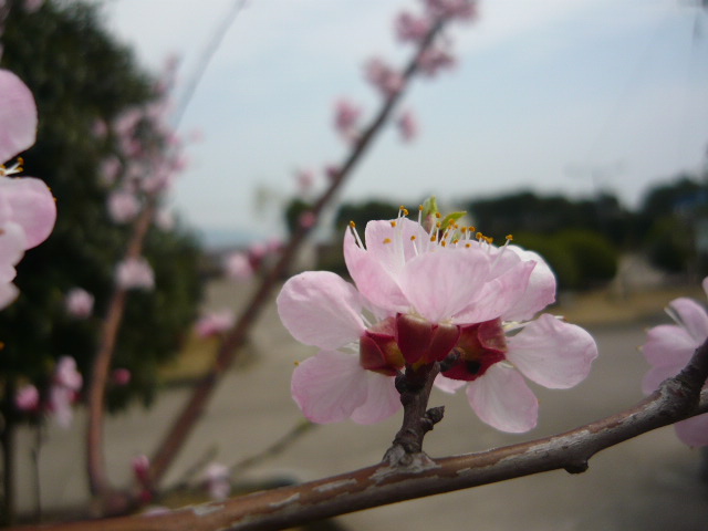 P1050815.JPG