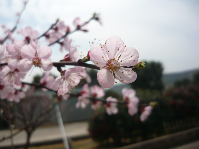 P1050803.JPG