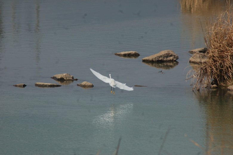 DSC_0054b.jpg