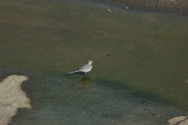 DSC_0094.jpg