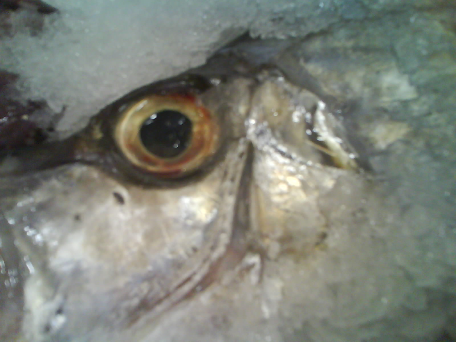 DSC01144.JPG