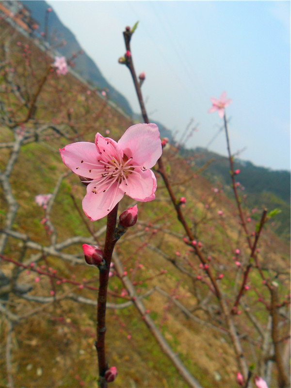 SAM_1012_副本.jpg