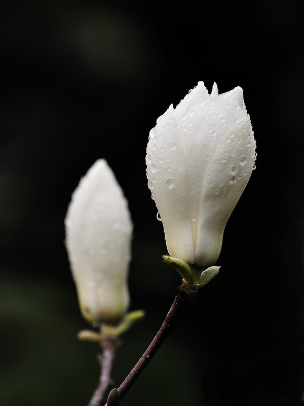 a9098661_s.jpg