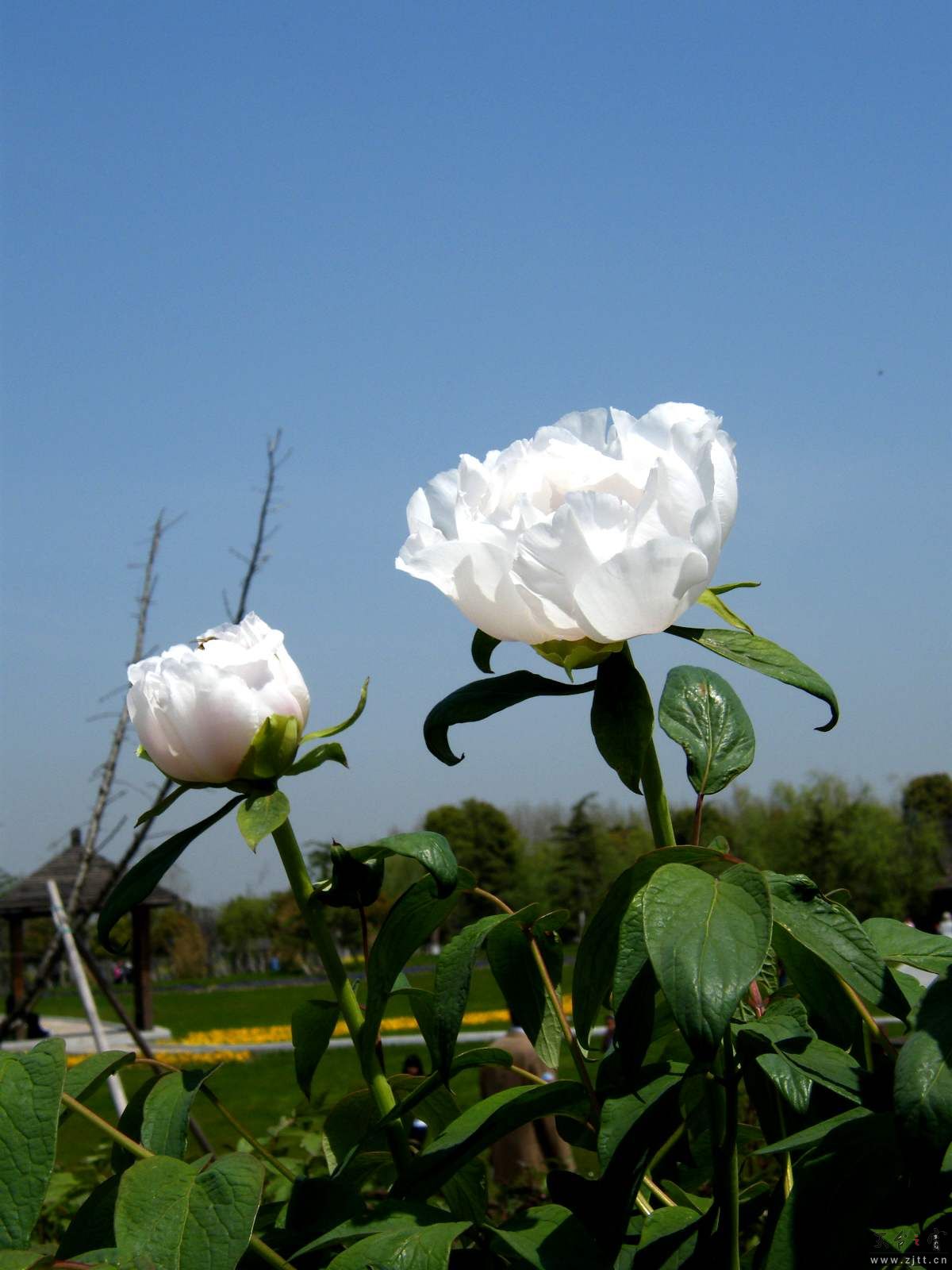DSCF3844.JPG