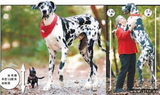 2.18米大丹犬.jpg