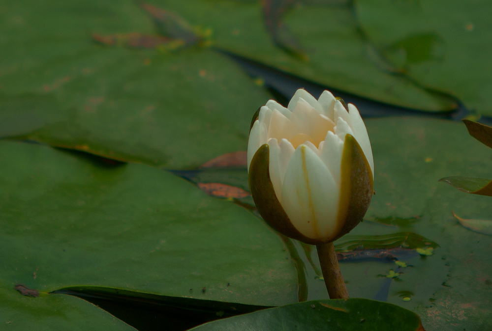 DSC00497-2.JPG