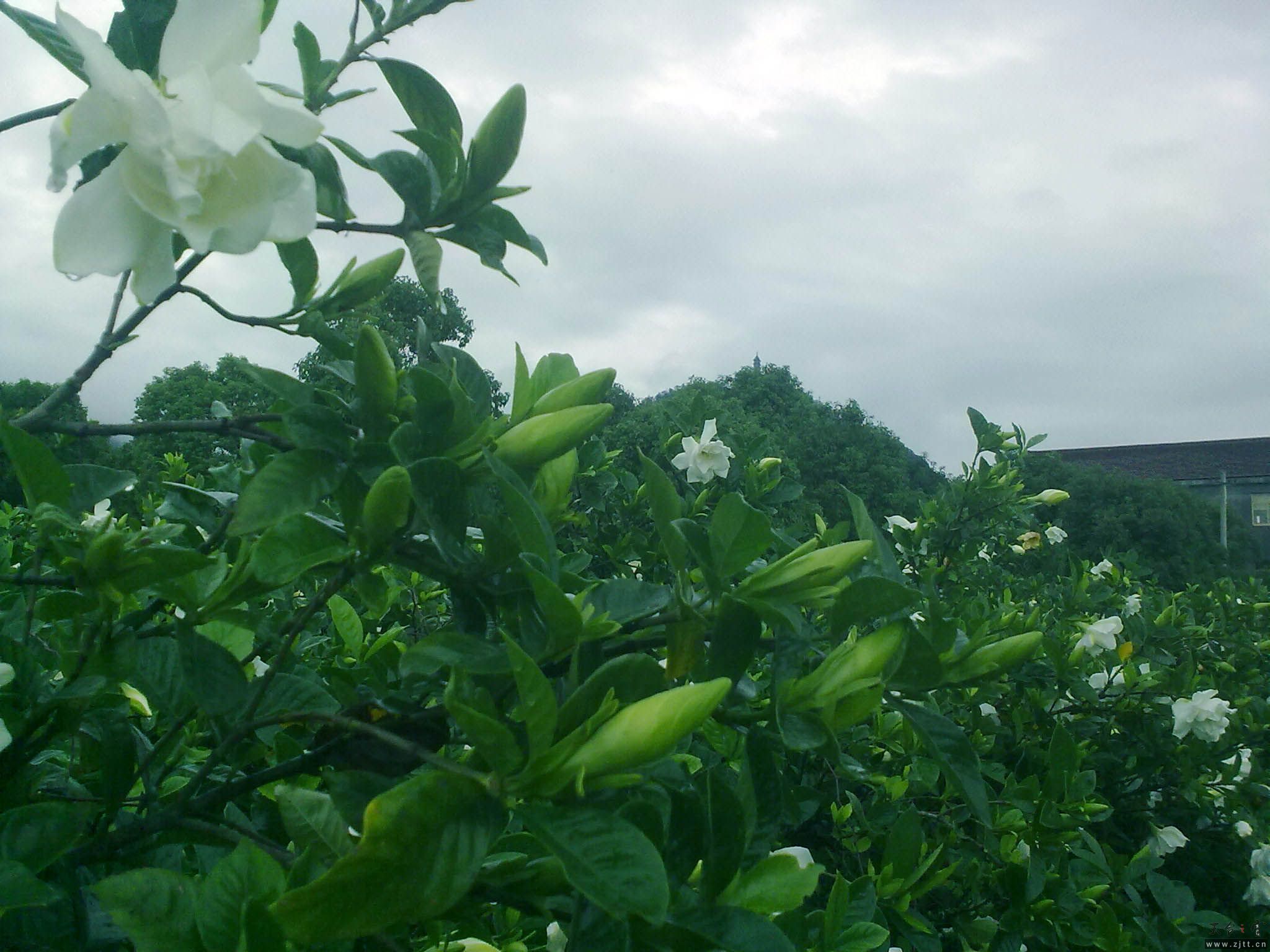 20110619433.jpg