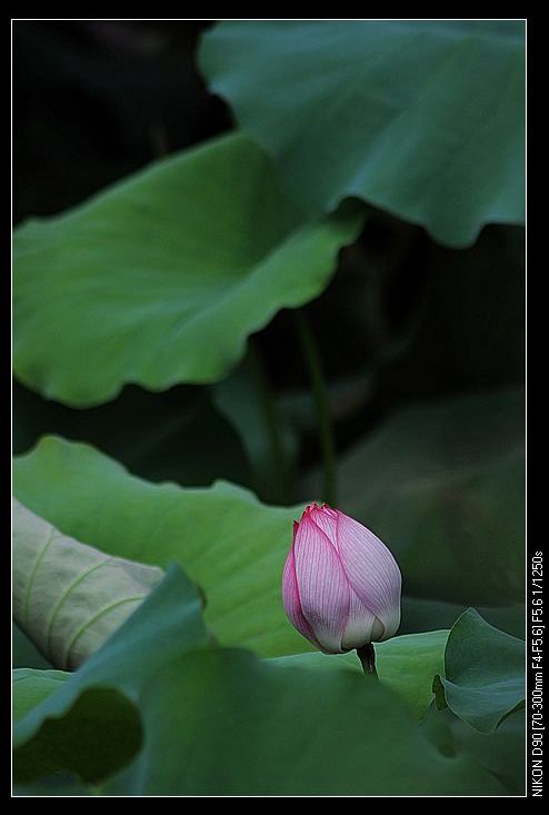nEO_IMG_DSC_0058.jpg