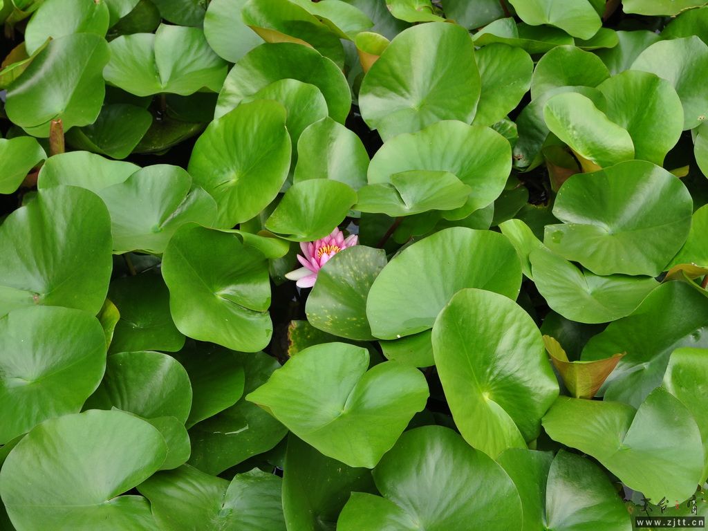 DSC_0106.jpg