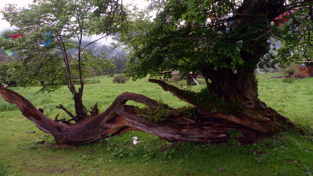 P1010691.jpg