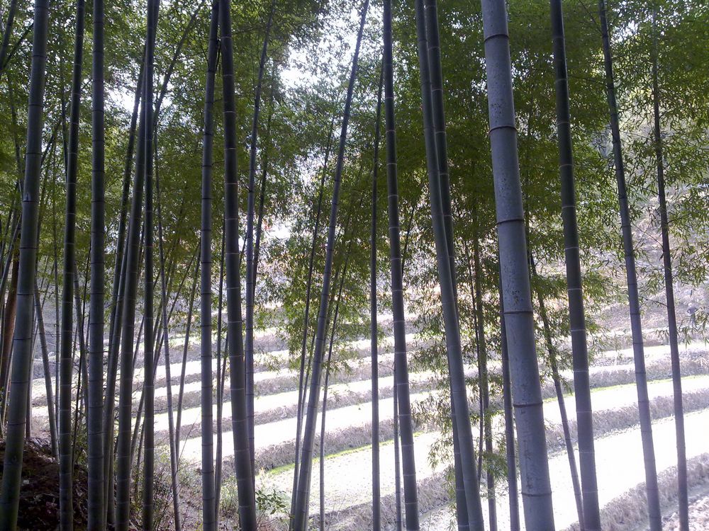 苍山竹林