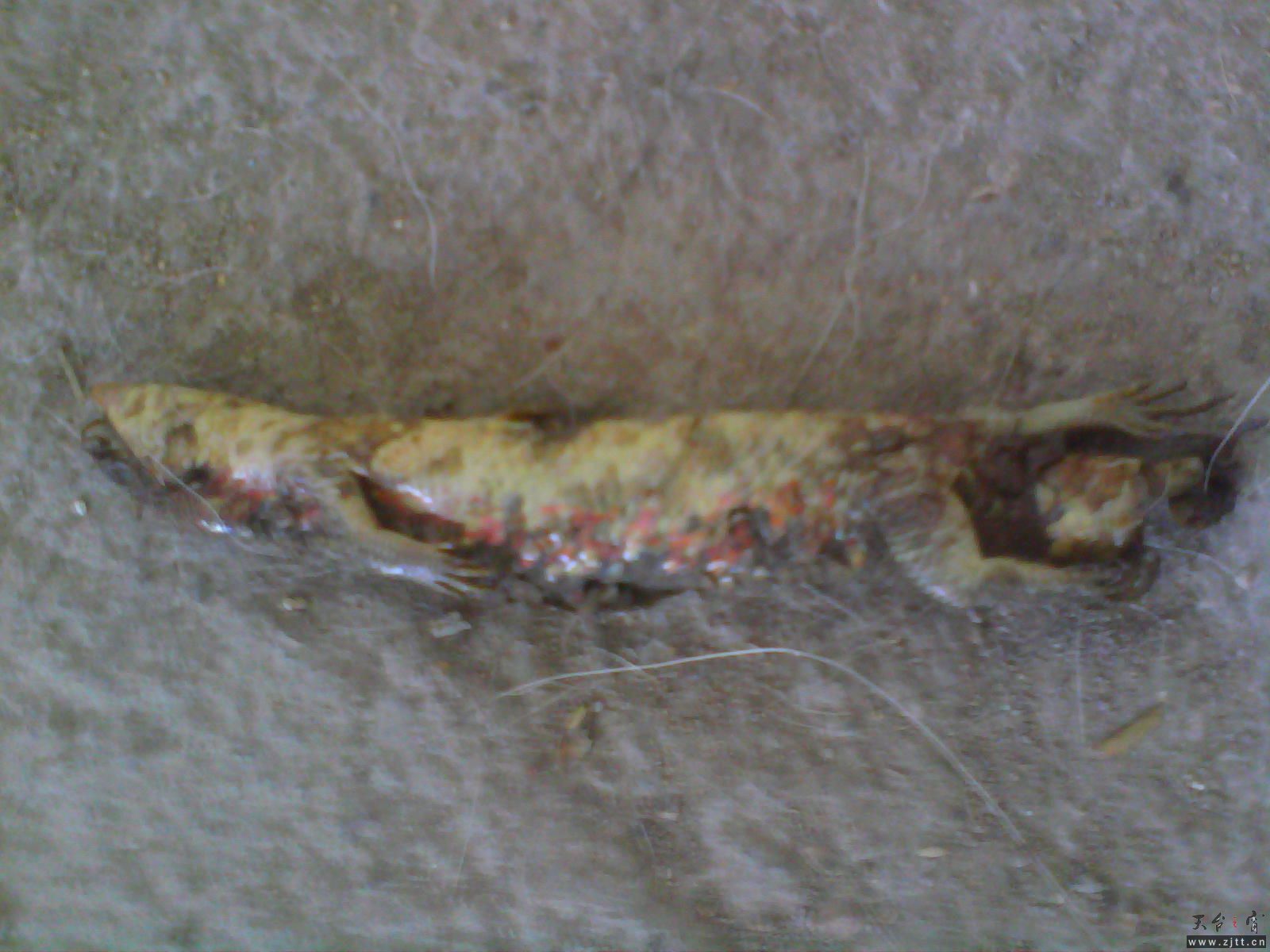 20110814A001.jpg