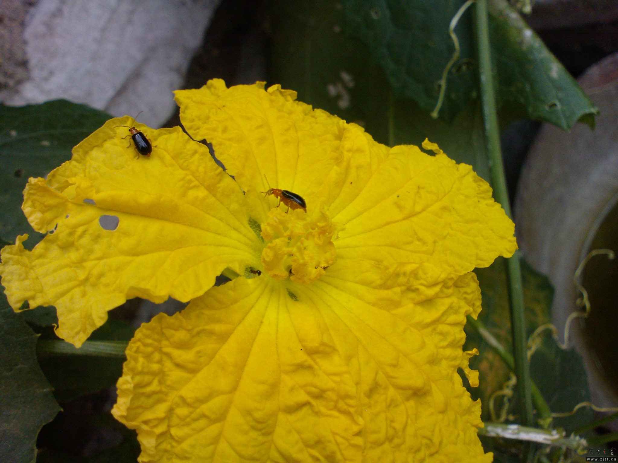 DSC00556.JPG