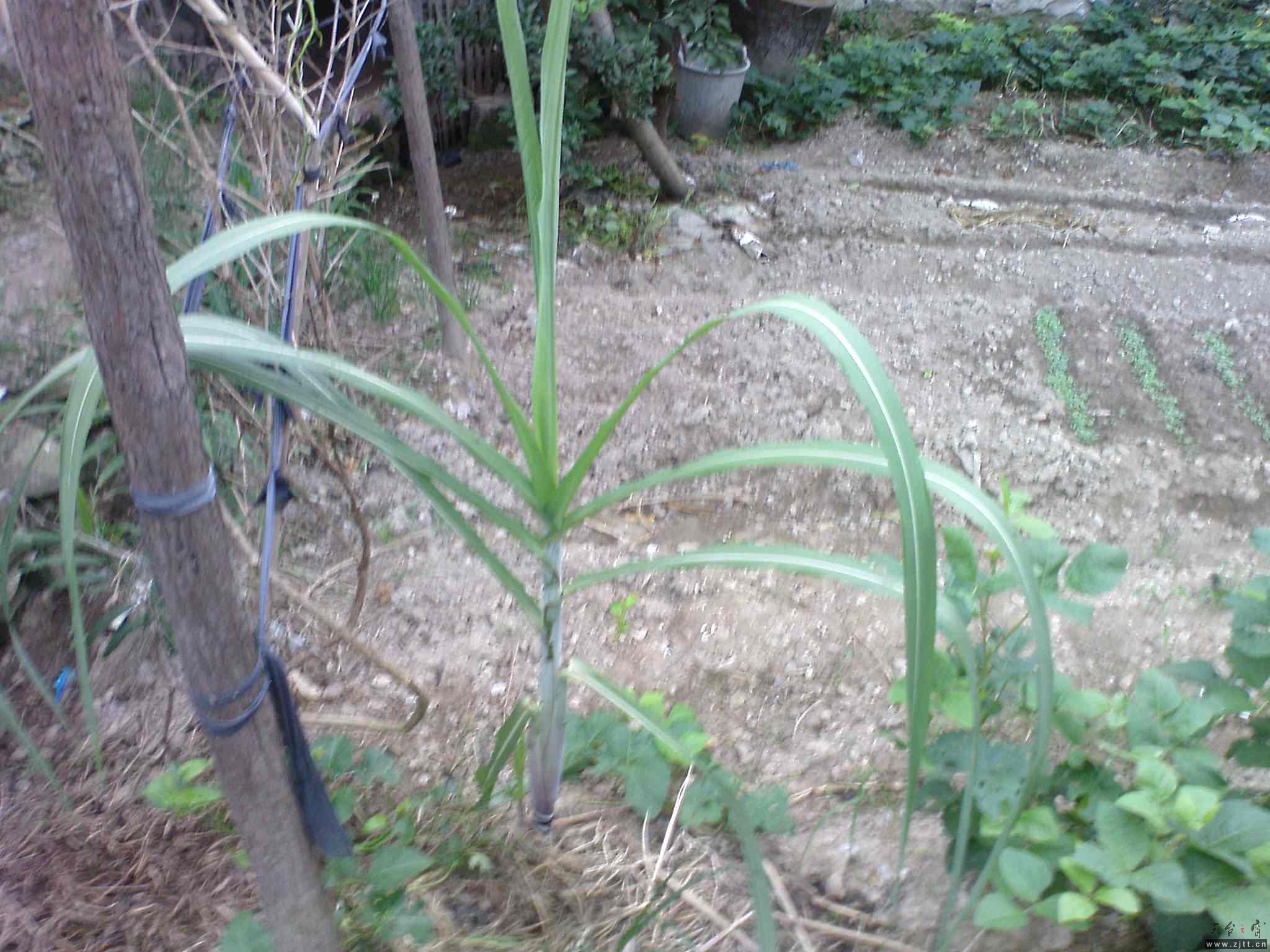 DSC00594.JPG