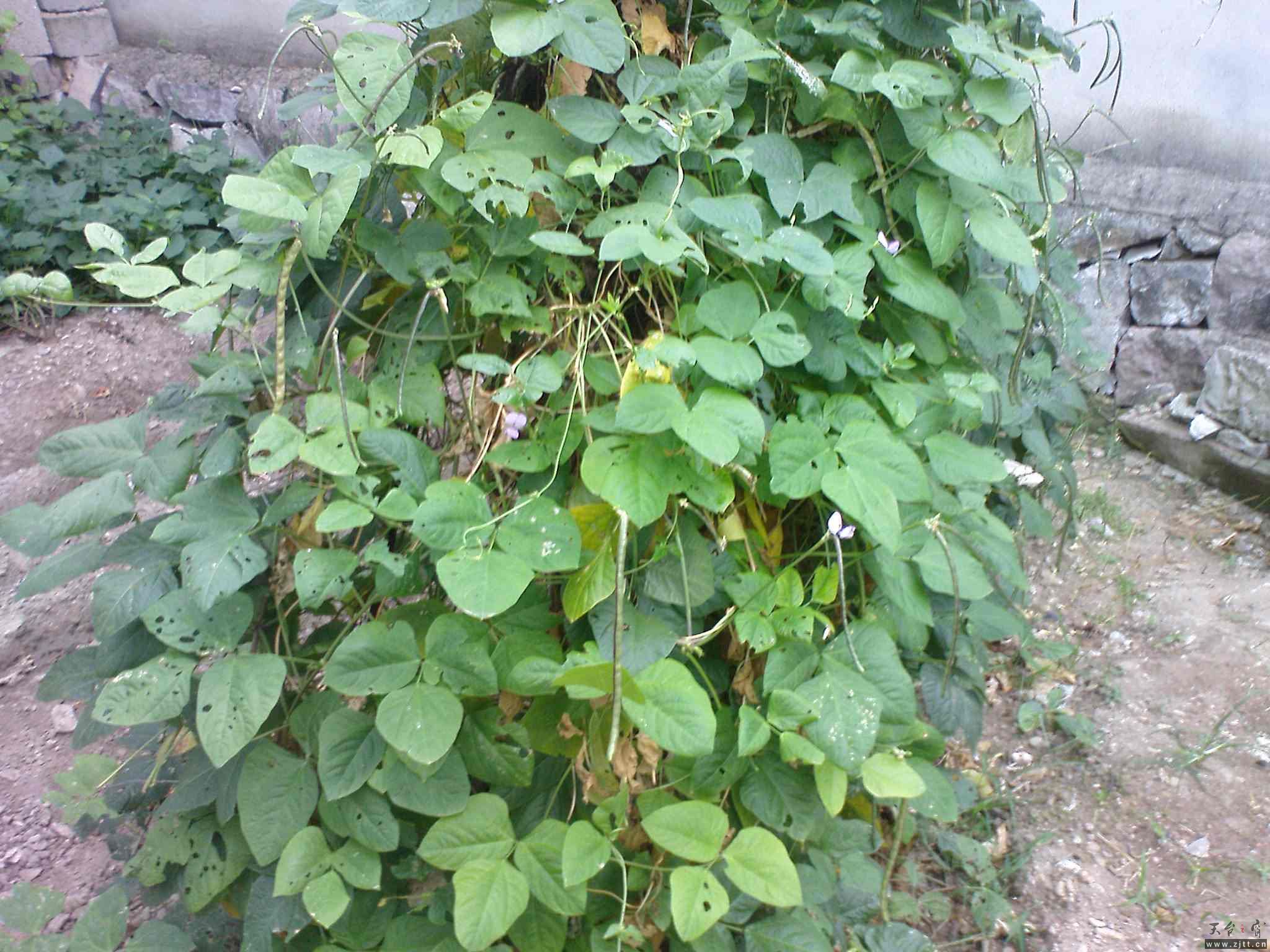DSC00600.JPG