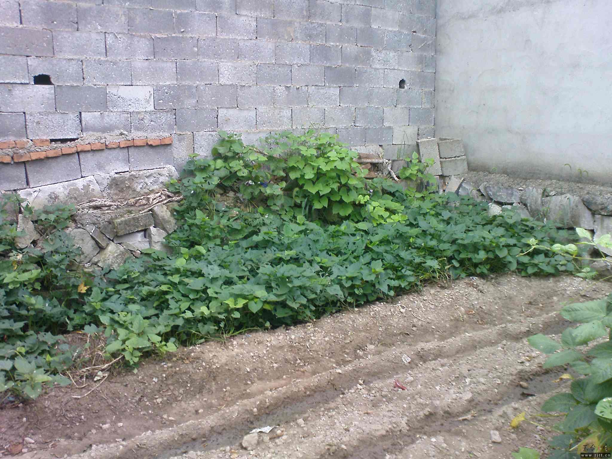 DSC00604.JPG
