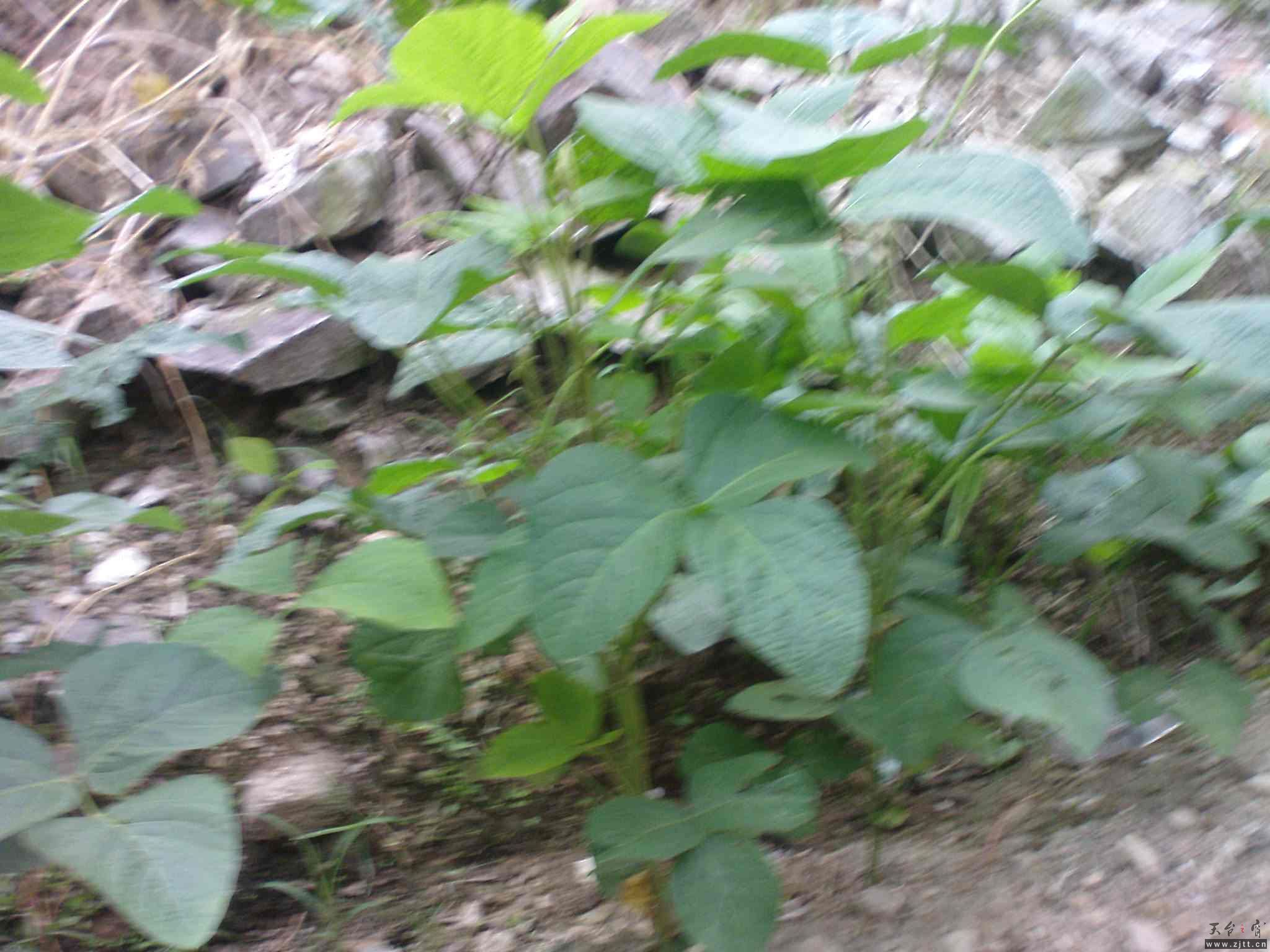 DSC00607.JPG