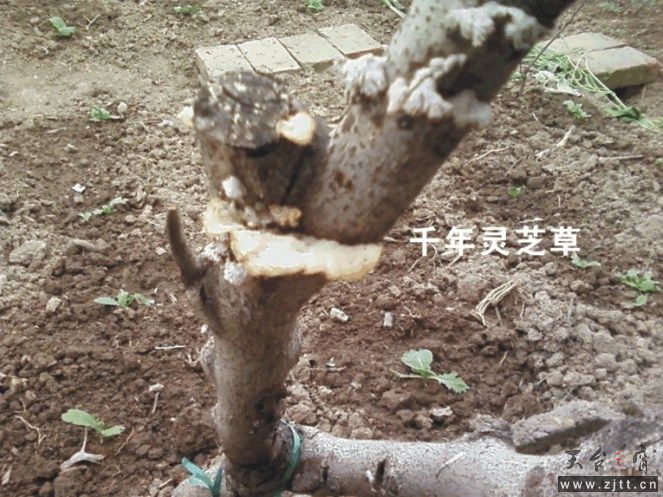图形4.jpg