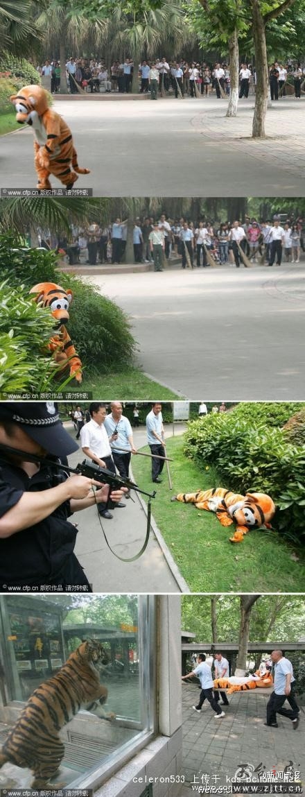 tiger.jpg
