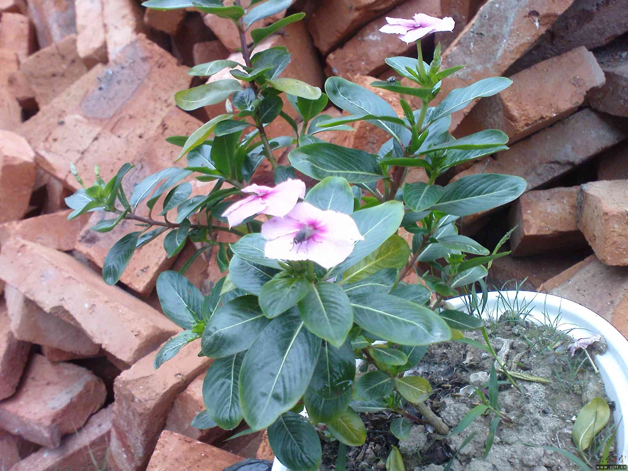 DSC01111.JPG