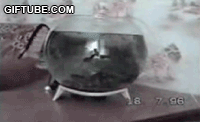 a71ea8d3fd1f4134dfa85c3b251f95cad0c85ed3.gif