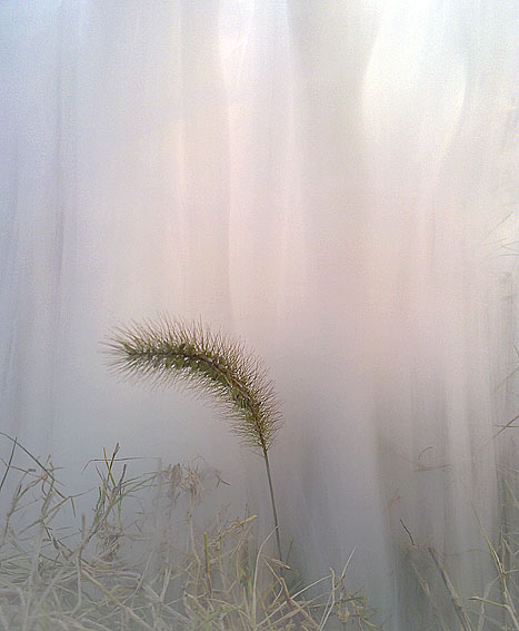 20111122148小草的命运.jpg
