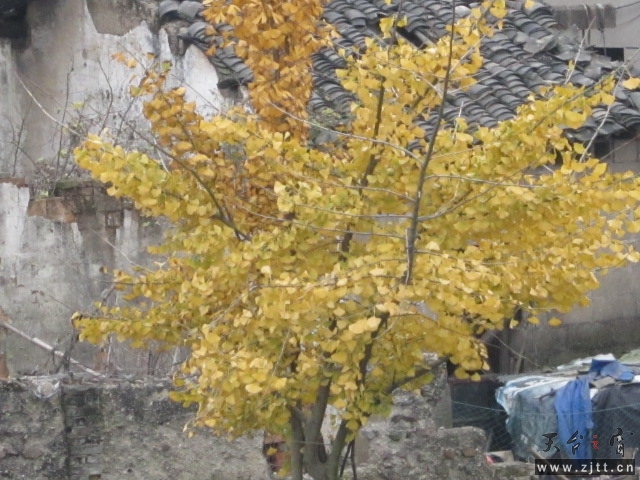 IMG_0470.JPG