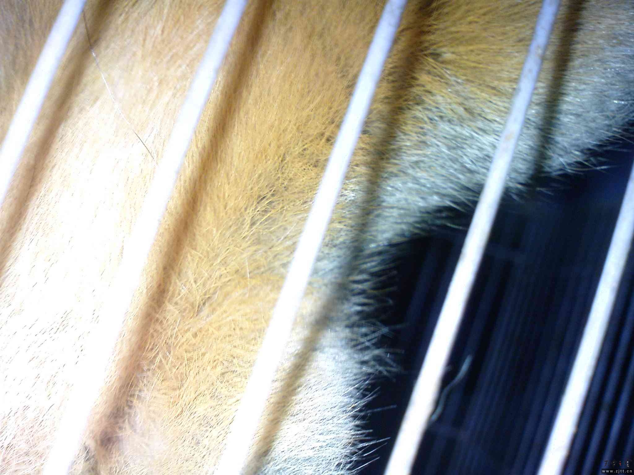 DSC00072.JPG