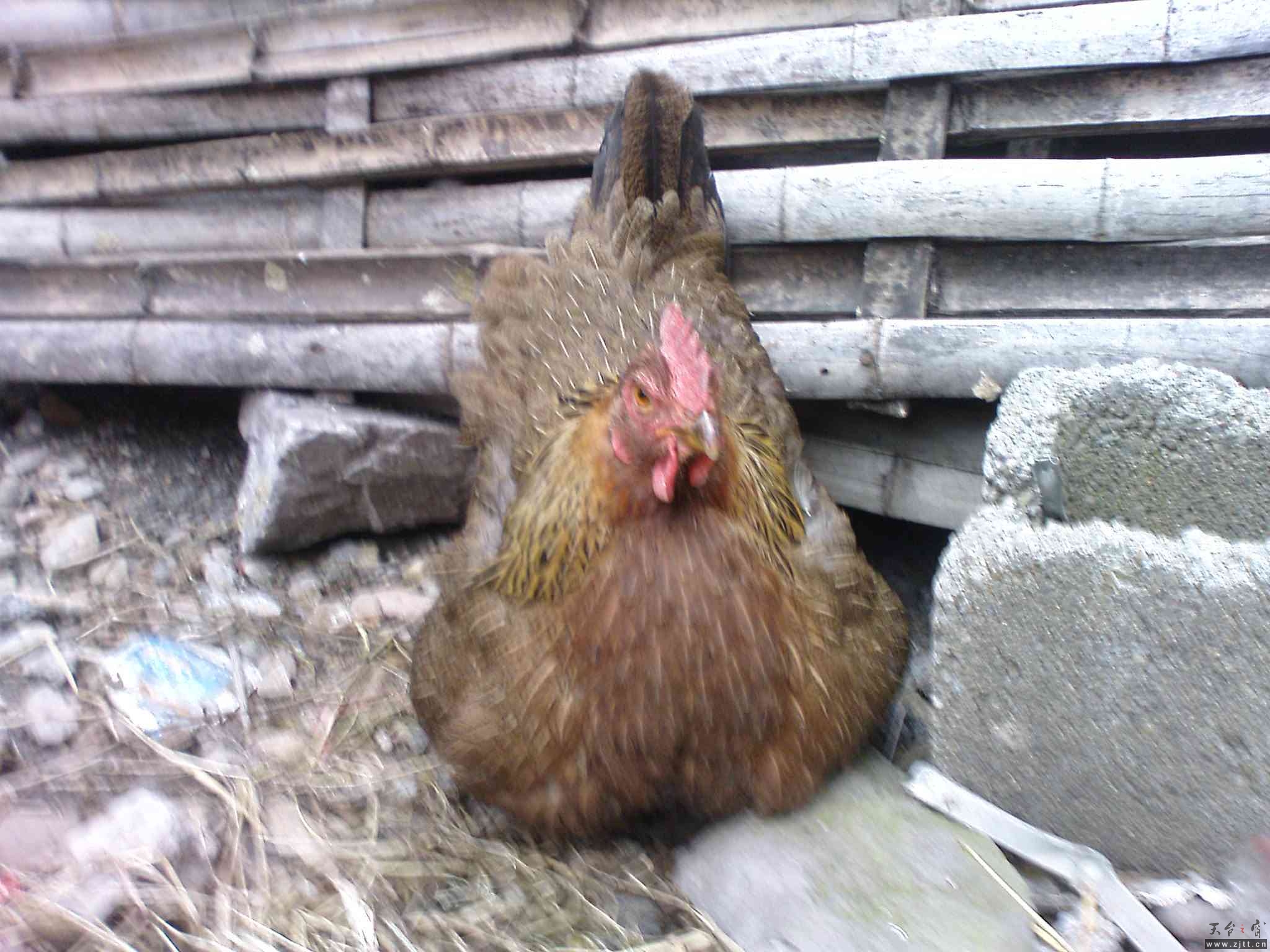 DSC00173.JPG