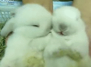 460.gif