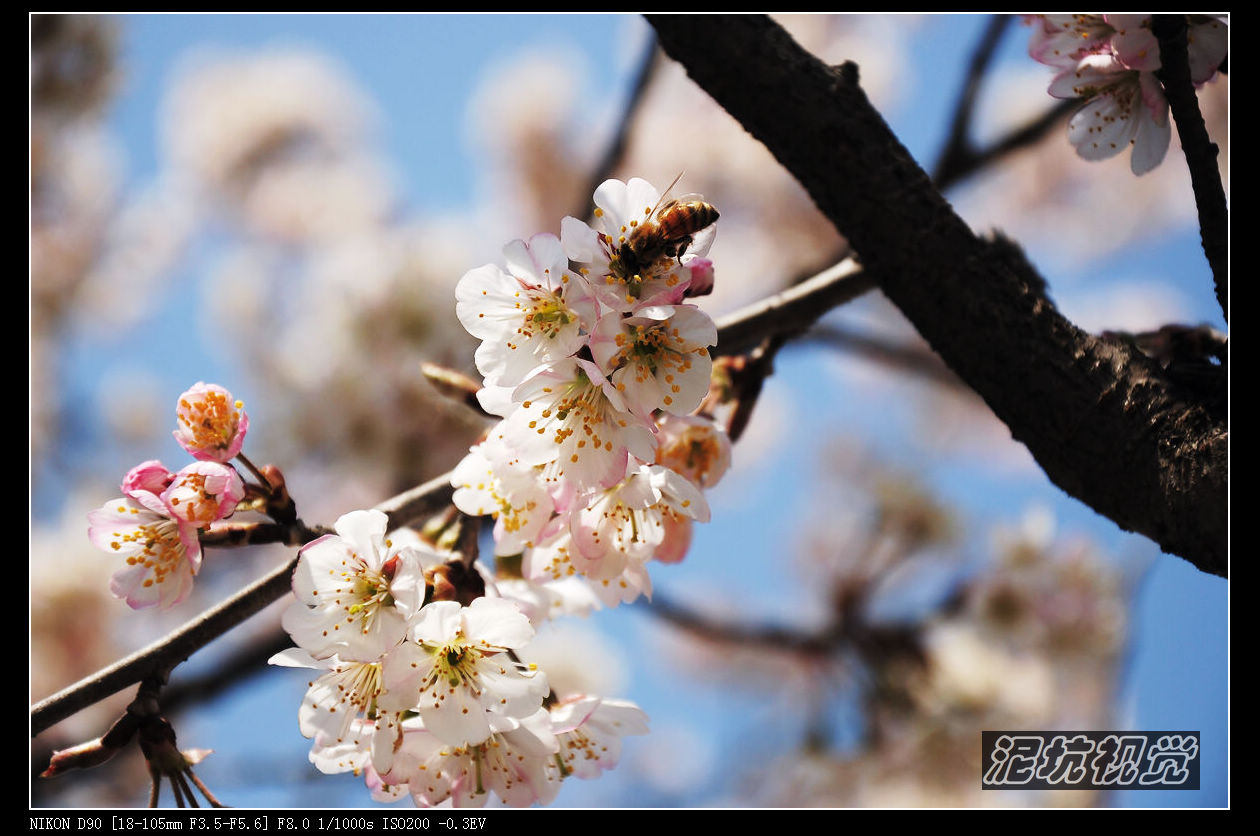 DSC_0019.jpg