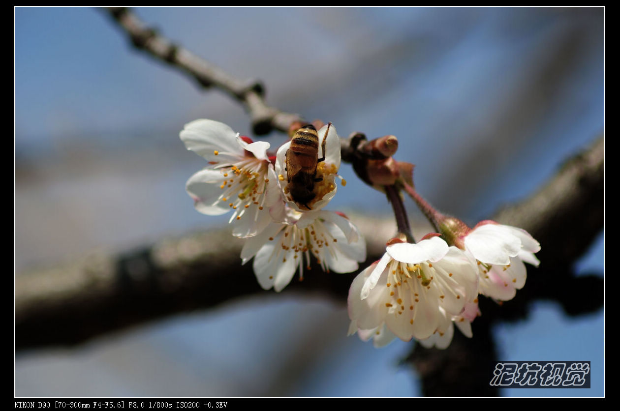 DSC_0082.jpg