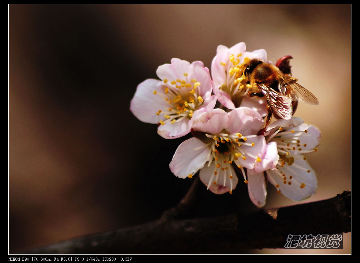 DSC_0105.jpg1.jpg
