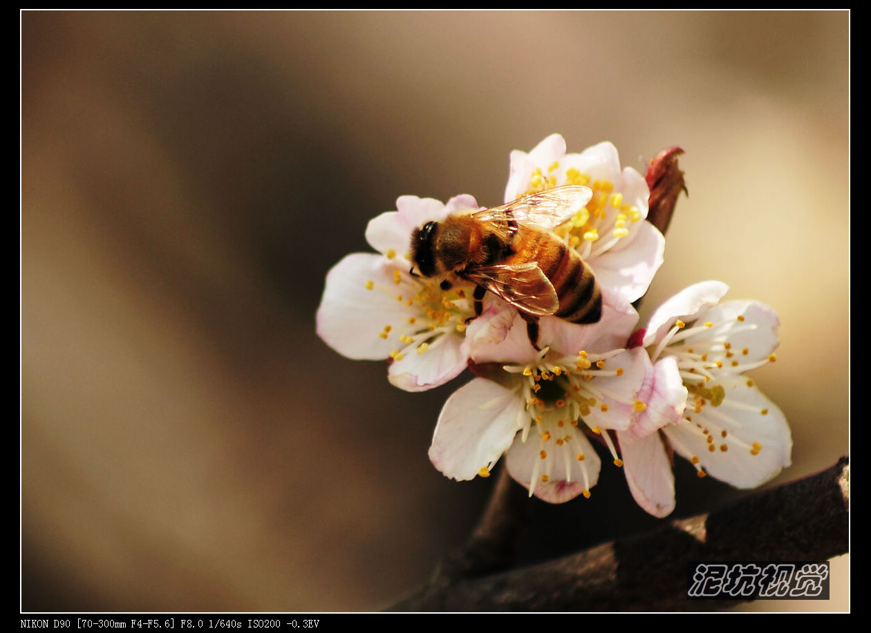 DSC_0106.jpg